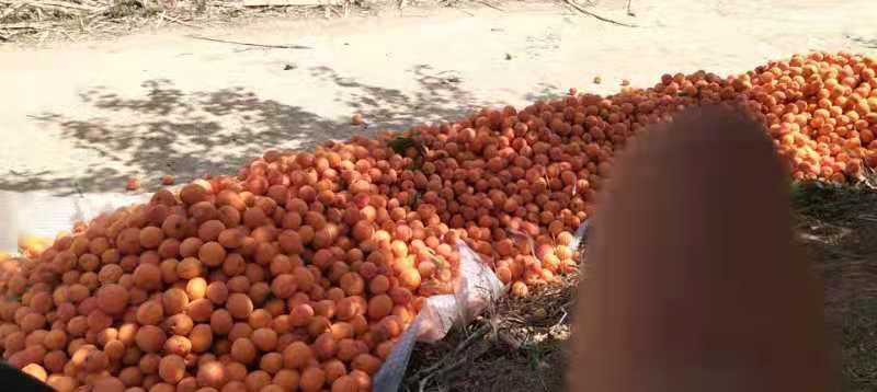 夏季清晨标准化采收场景:突出时间标识牌(5:45)、红外测温仪读数(27.3℃)、果梗保留长度(3.5 cm)、缓冲铺垫(稻草层)、人员防护(遮阳帽+手套)等关键操作细节 夏季南瓜清晨采收作业实景:农户佩戴遮阳帽与手套,使用弧形剪刀剪断果梗,果梗留长3–4 cm,果实轻放于铺有稻草的竹筐中,背景可见遮阳网与红外测温仪