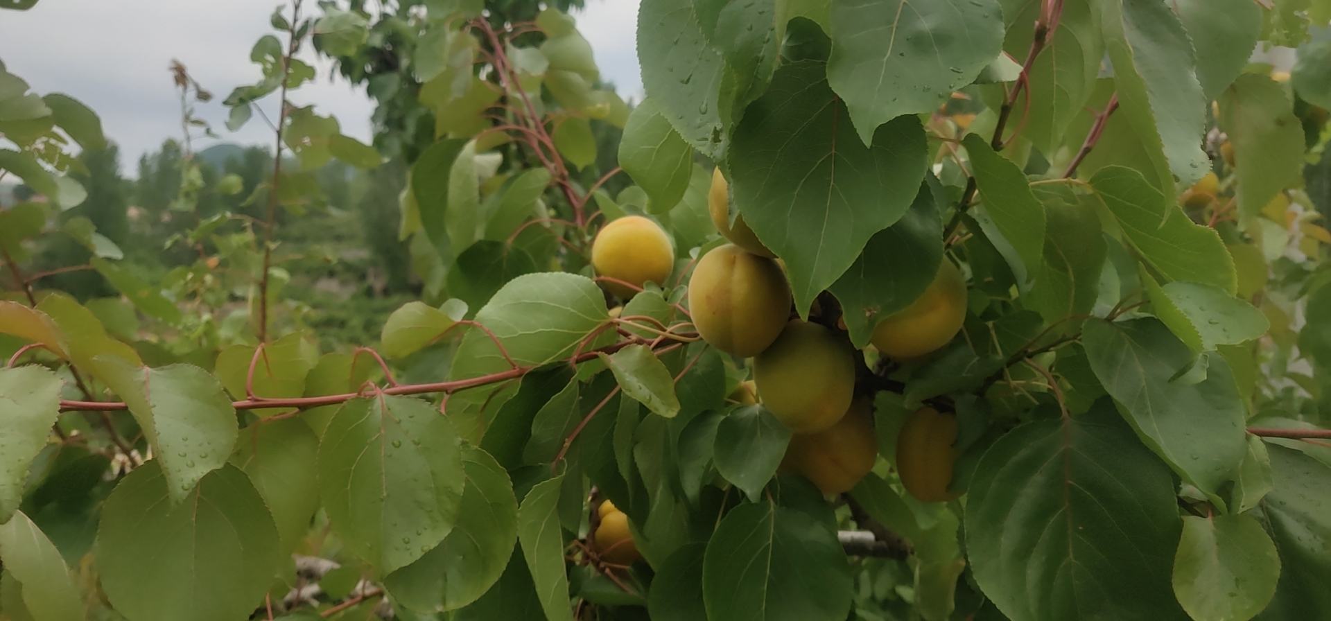 杏果成熟季节