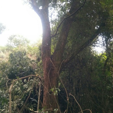 香樟树