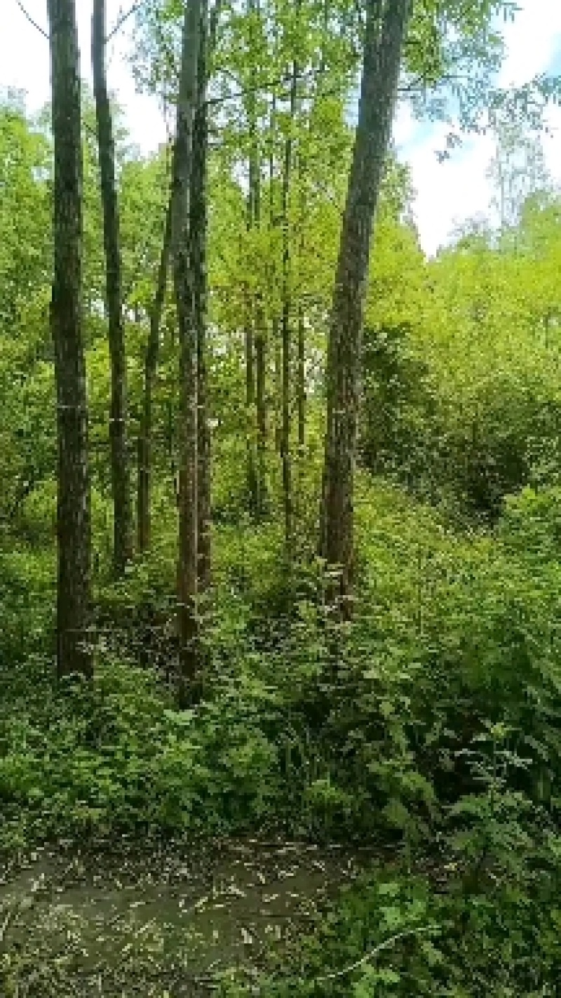 绿意最环保，风景美如画。