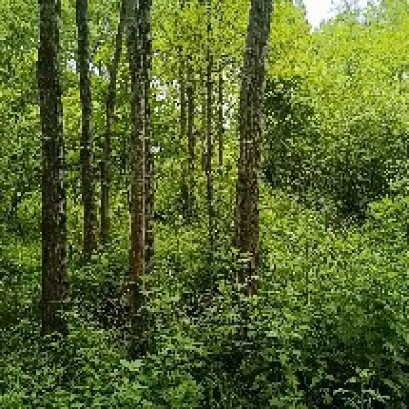 绿意最环保，风景美如画。