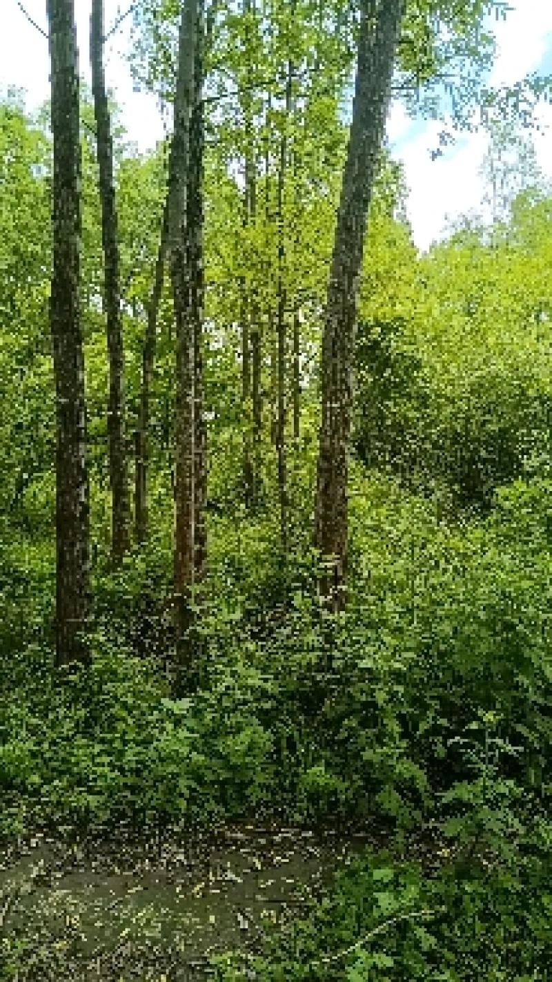 绿意最环保，风景美如画。