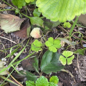 苹果