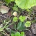 苹果