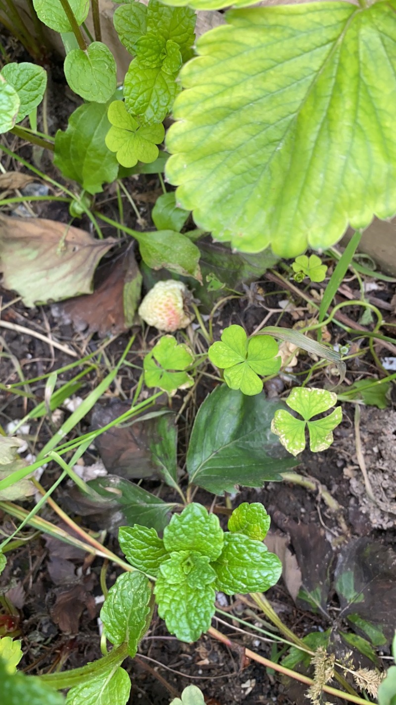苹果