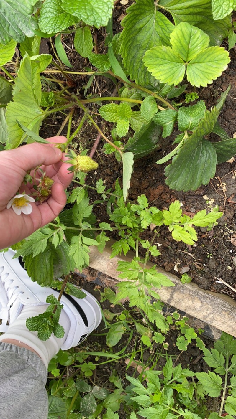 苹果
