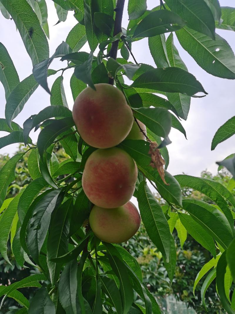 湖北省桃树苗苗水蜜桃苗，金奎黄桃树苗规格大小齐全基地货