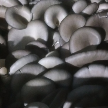 平菇生产基地，供应平菇，聘请平菇技术人才