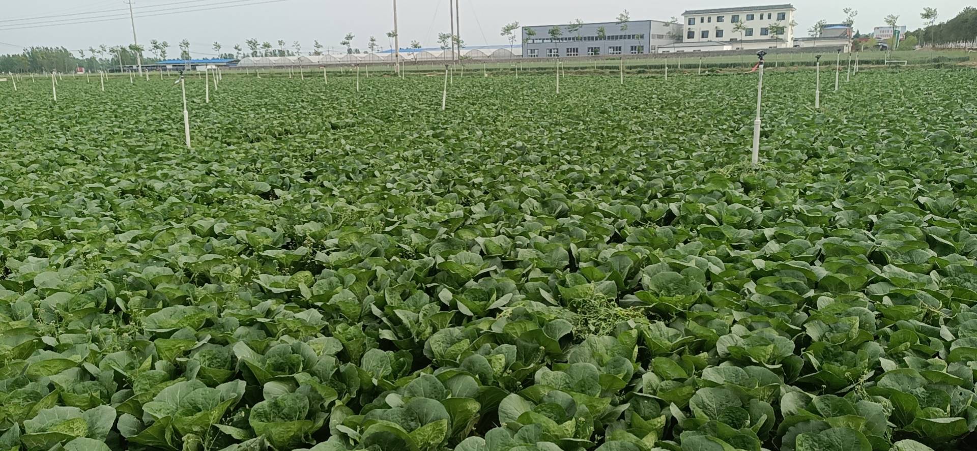 秋季娃娃菜田间管理