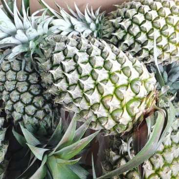 甜蜜蜜凤梨