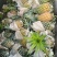 甜蜜蜜凤梨