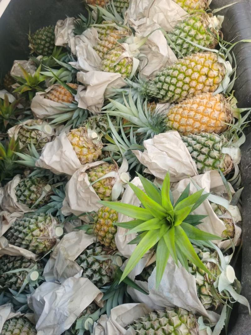 甜蜜蜜凤梨