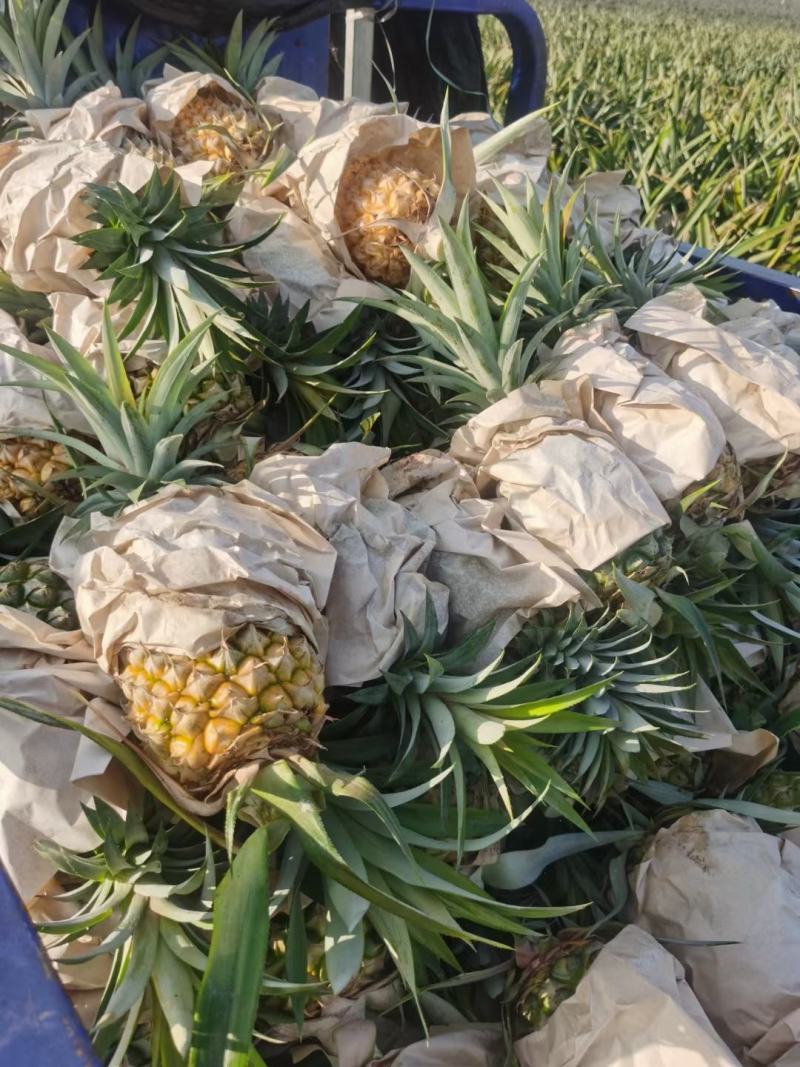 甜蜜蜜凤梨