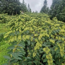 湘蕾5号金银花