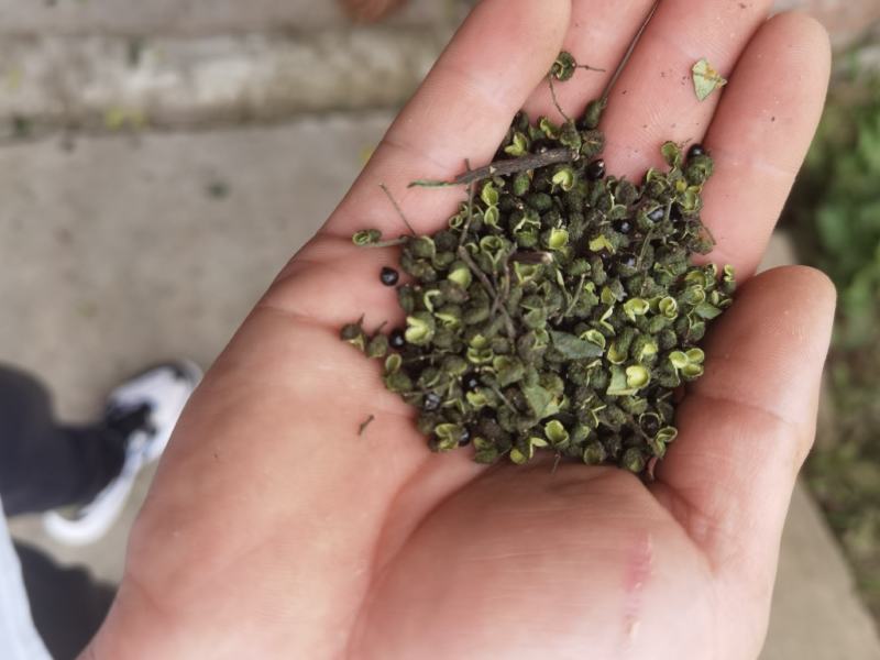 正宗江津九叶青干花椒青花椒开口好颜色好的的青花椒