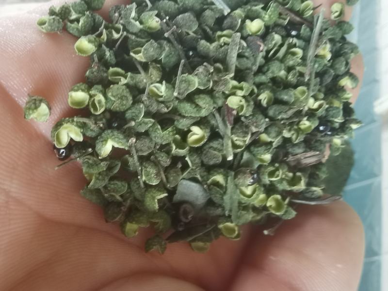 正宗江津九叶青干花椒青花椒开口好颜色好的的青花椒
