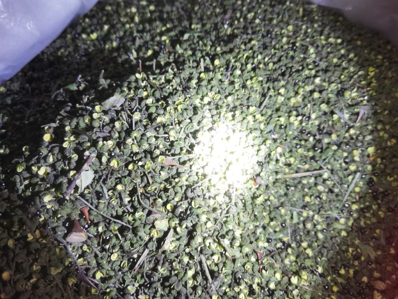 正宗江津九叶青干花椒青花椒开口好颜色好的的青花椒