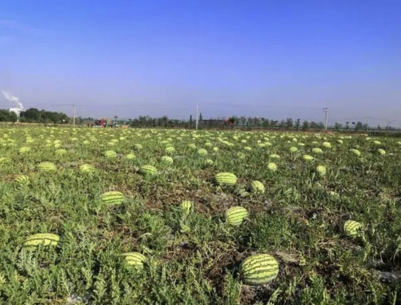 宁夏硒砂瓜产地直供实力代办对接全国商超，电商