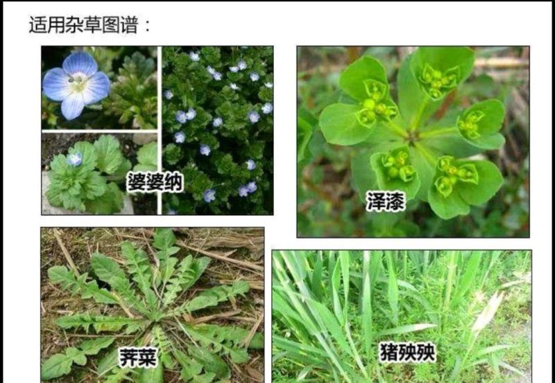 瑞稼30%氯氟吡氧乙酸异辛酯阔叶杂草坪水花生除草剂10克