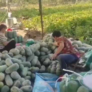 水果冬瓜