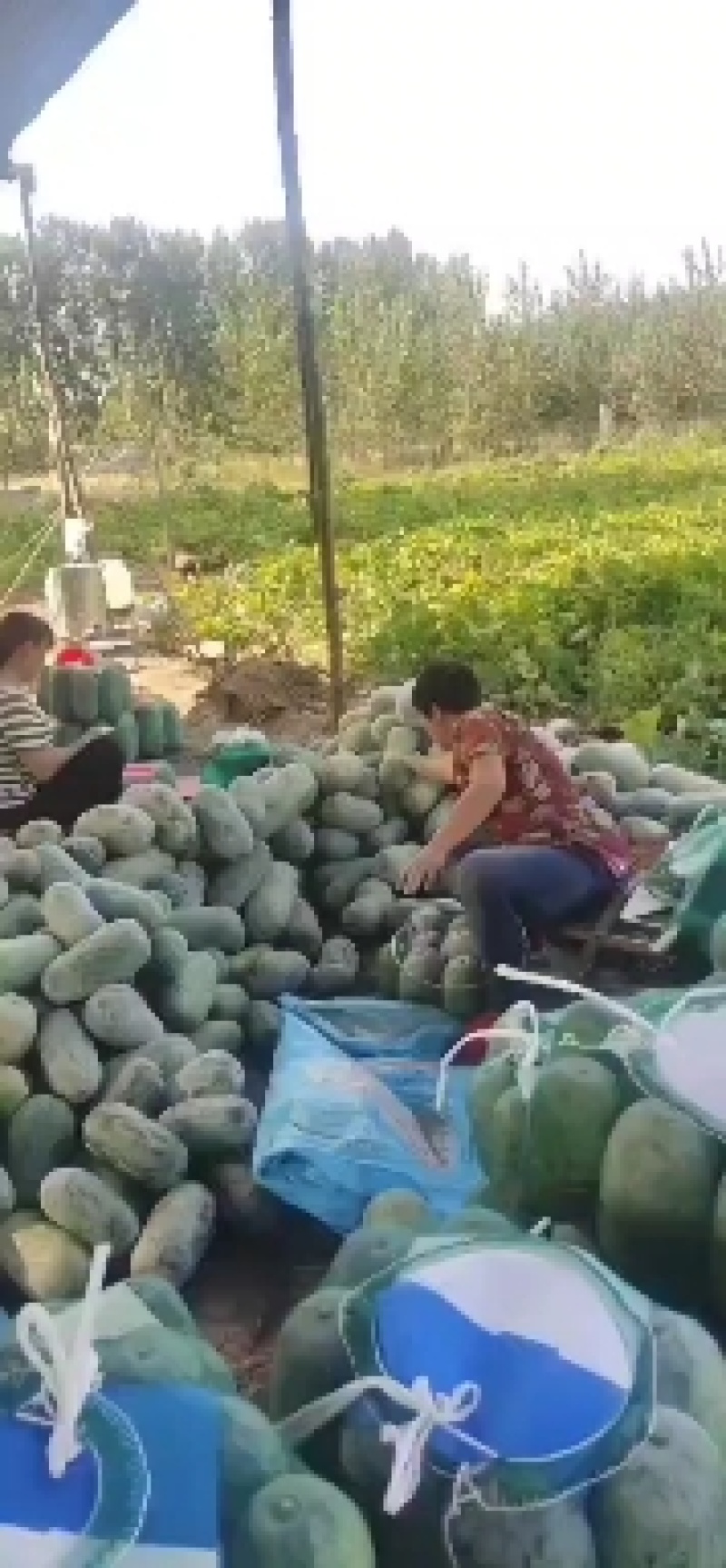 水果冬瓜