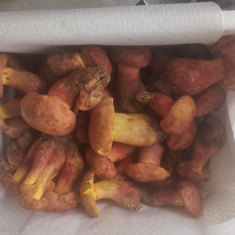 红葱菌（见手青），一手货源，视频看货。品质保证