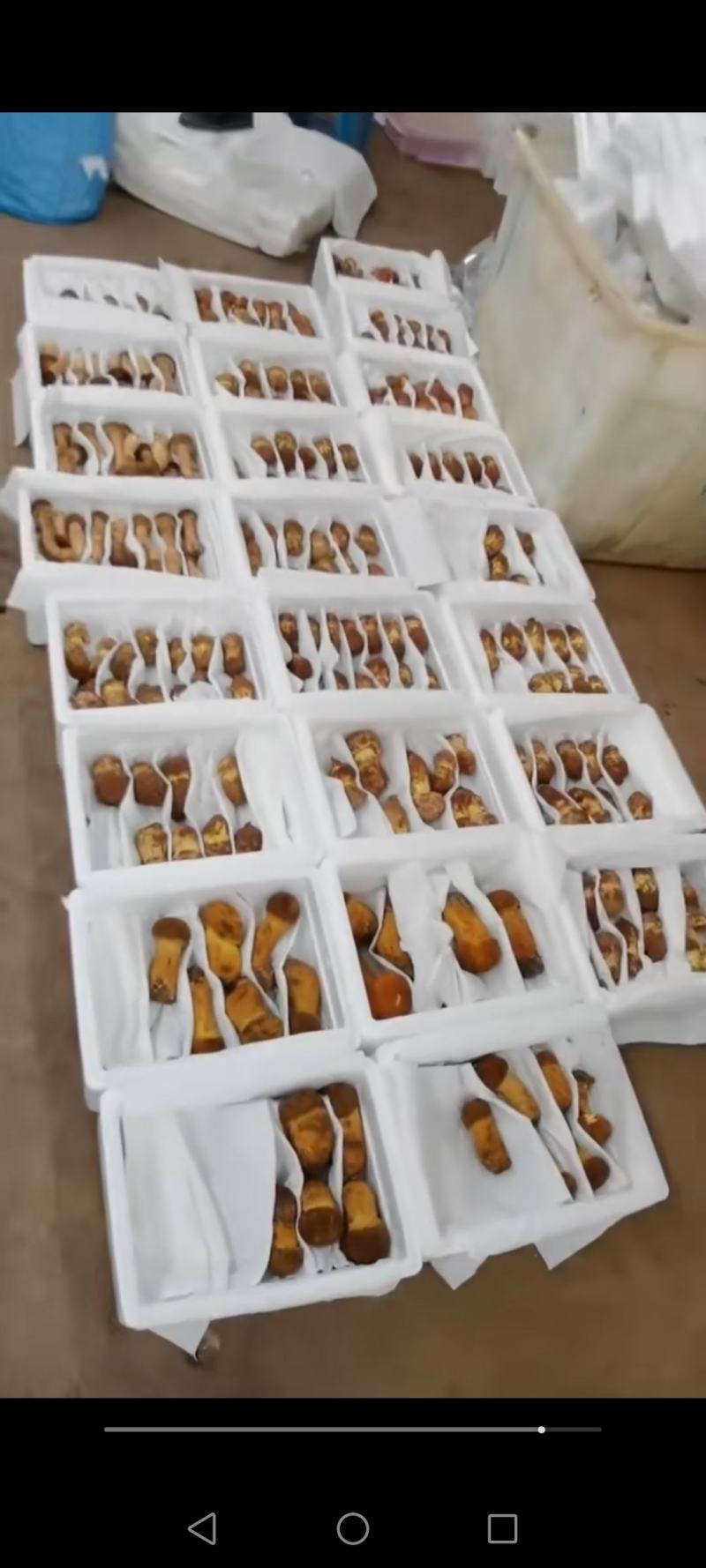 红葱菌（见手青），一手货源，视频看货。品质保证