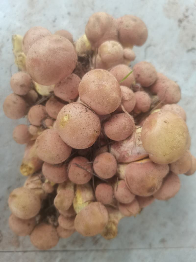 红葱菌（见手青），一手货源，视频看货。品质保证