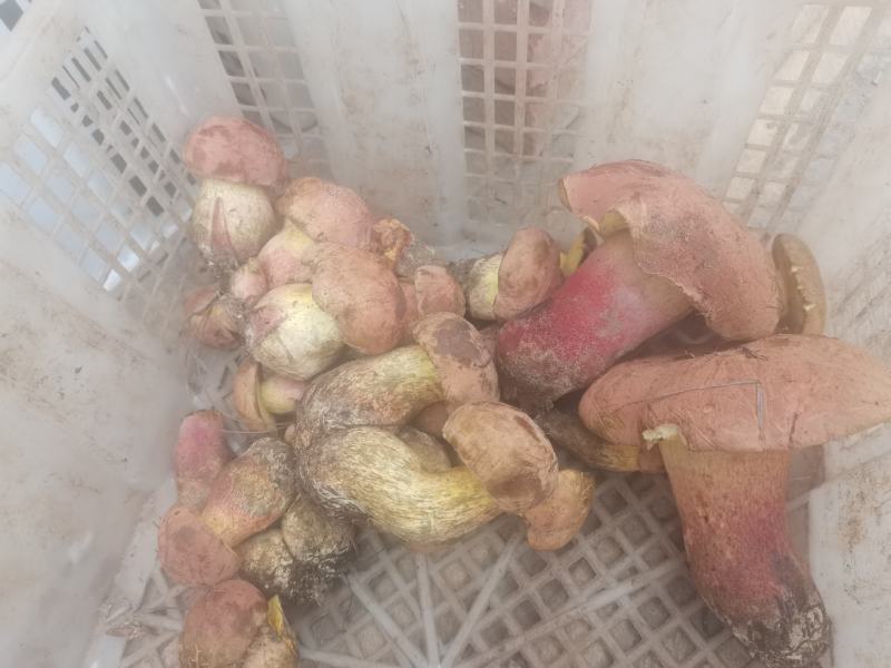 红葱菌（见手青），一手货源，视频看货。品质保证