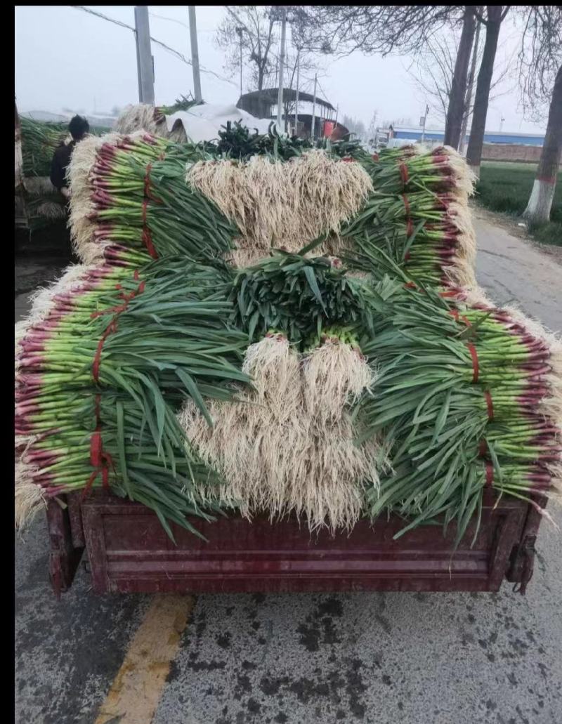 一点红蒜苗大量上市东北产地直销质量上乘对接商超品质