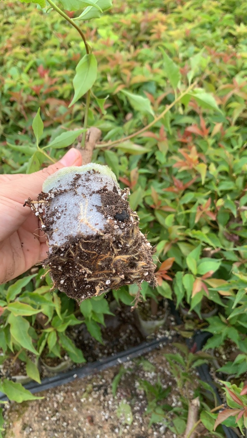 国旗红热火桑巴三角梅苗勤花品种根系发达源头基地