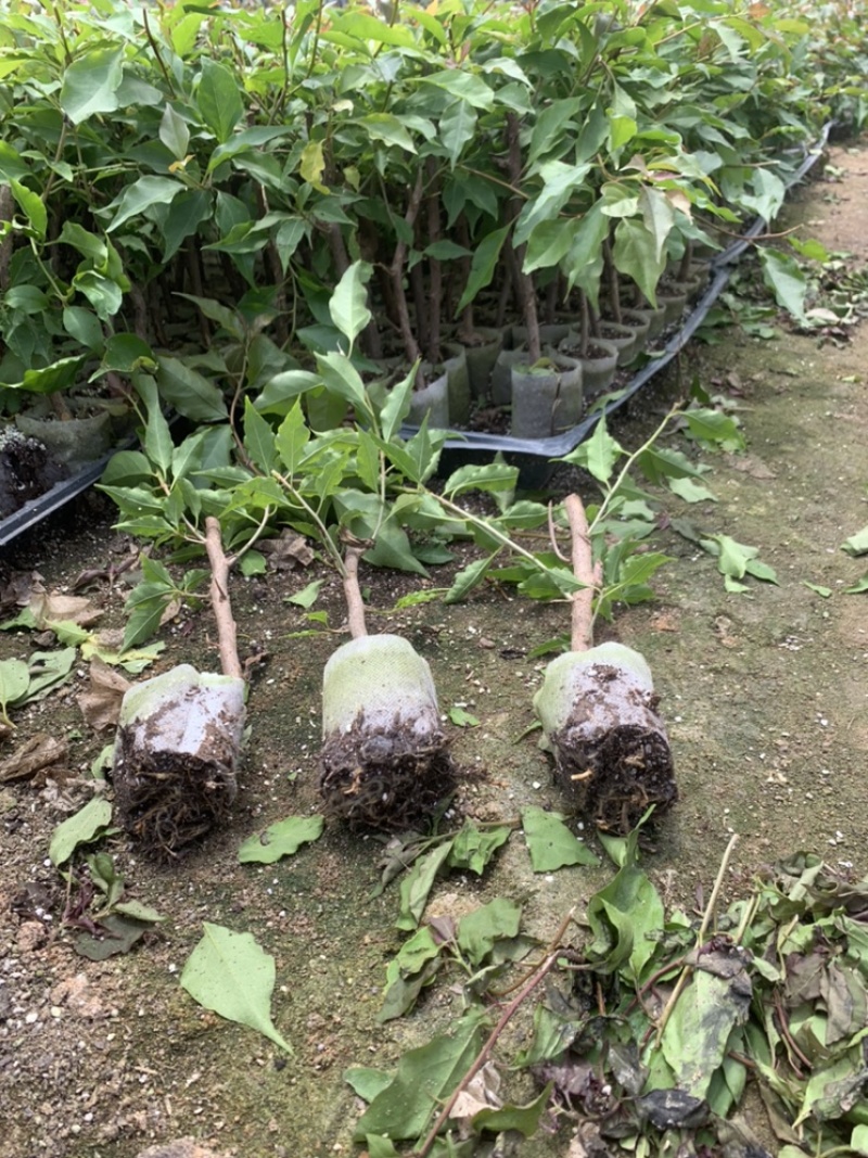 国旗红热火桑巴三角梅苗勤花品种根系发达源头基地
