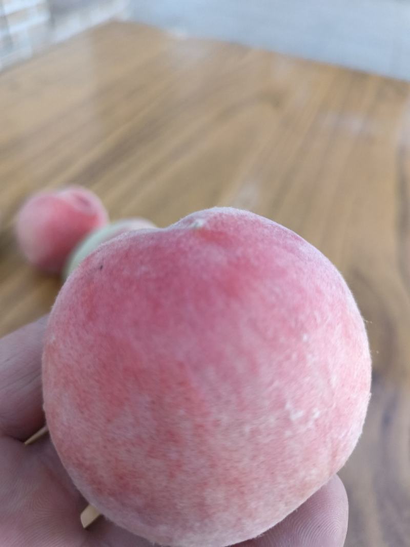 威县明月蟠桃大量上市，欢迎广大客商前来采购！口感好！