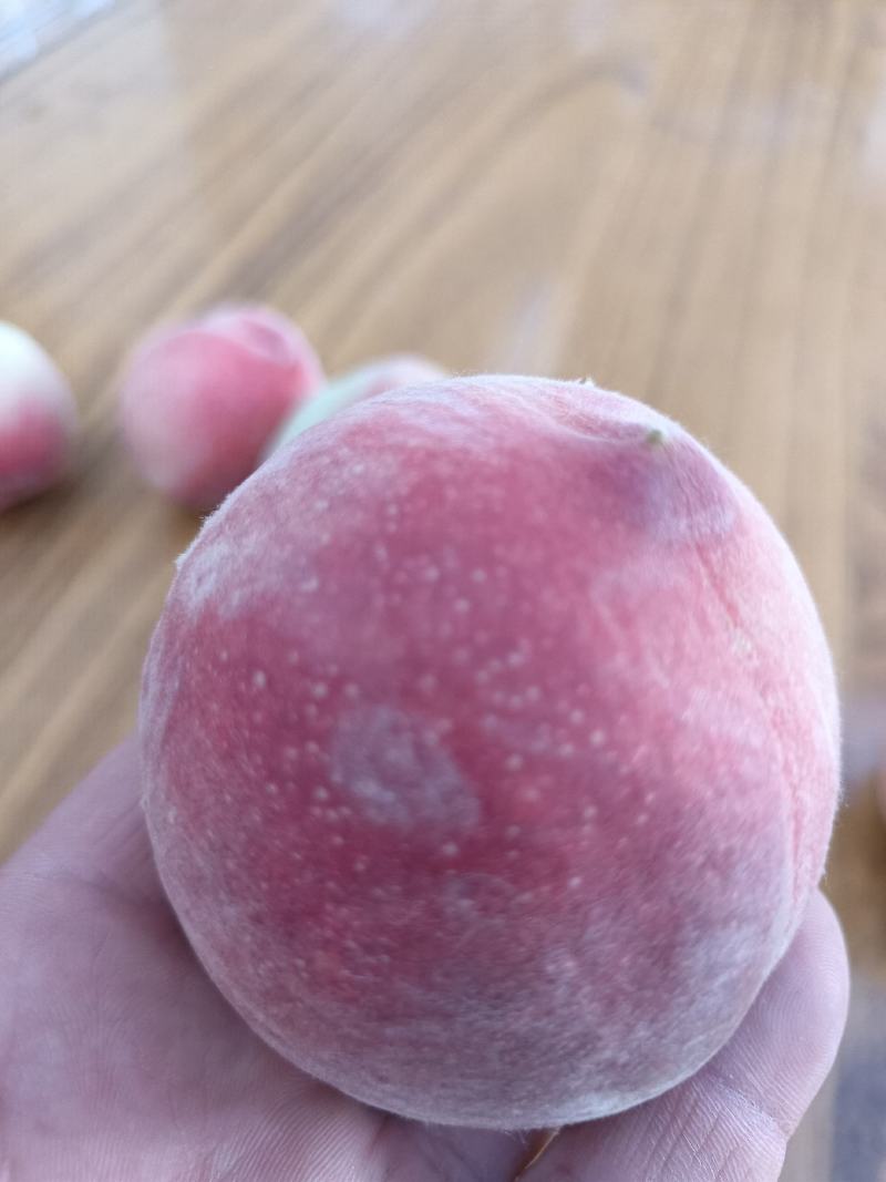 威县明月蟠桃大量上市，欢迎广大客商前来采购！口感好！