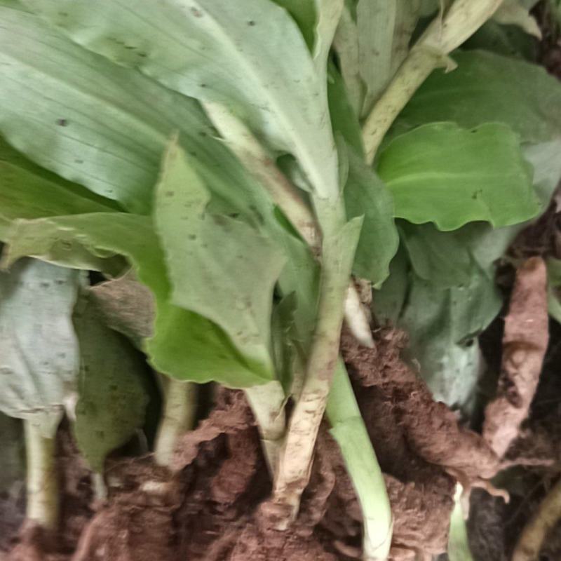 双肾草、对对参、………………鸡肾草、肾阳草