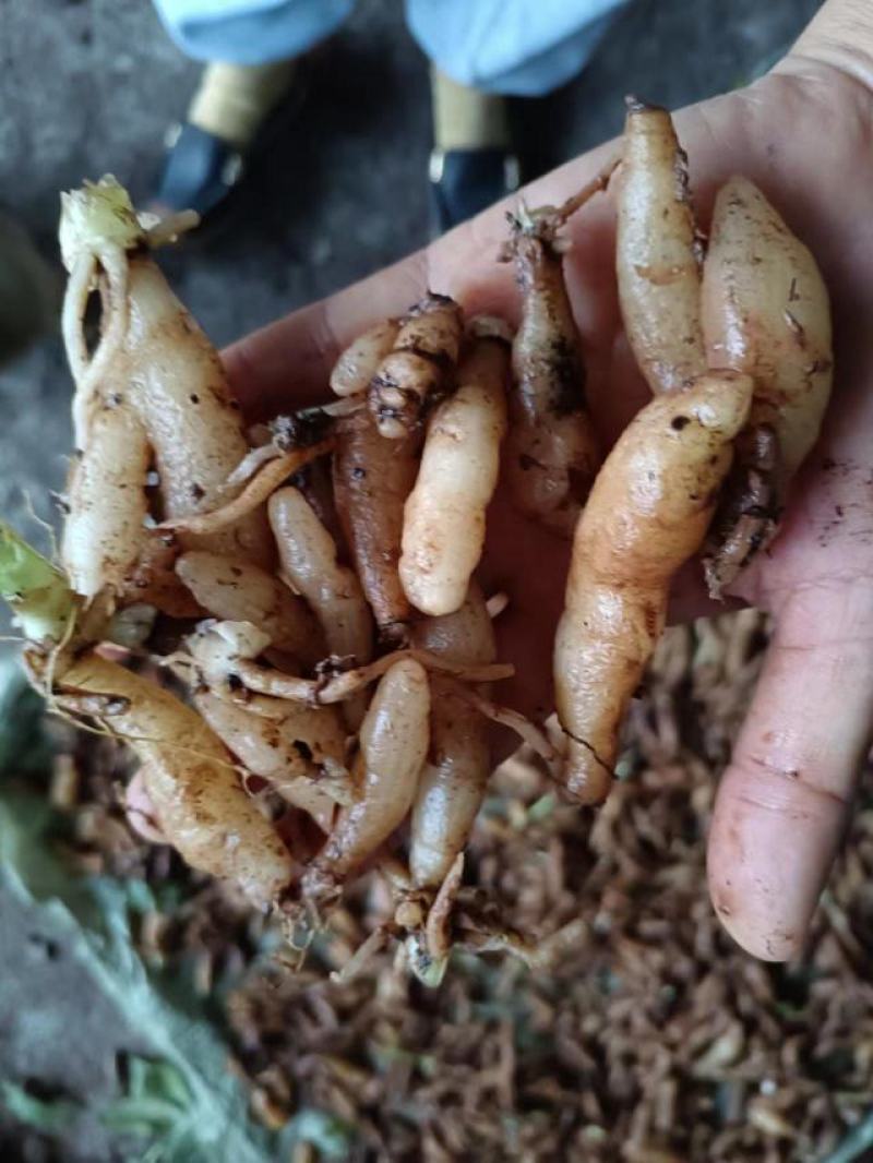 双肾草、对对参、………………鸡肾草、肾阳草