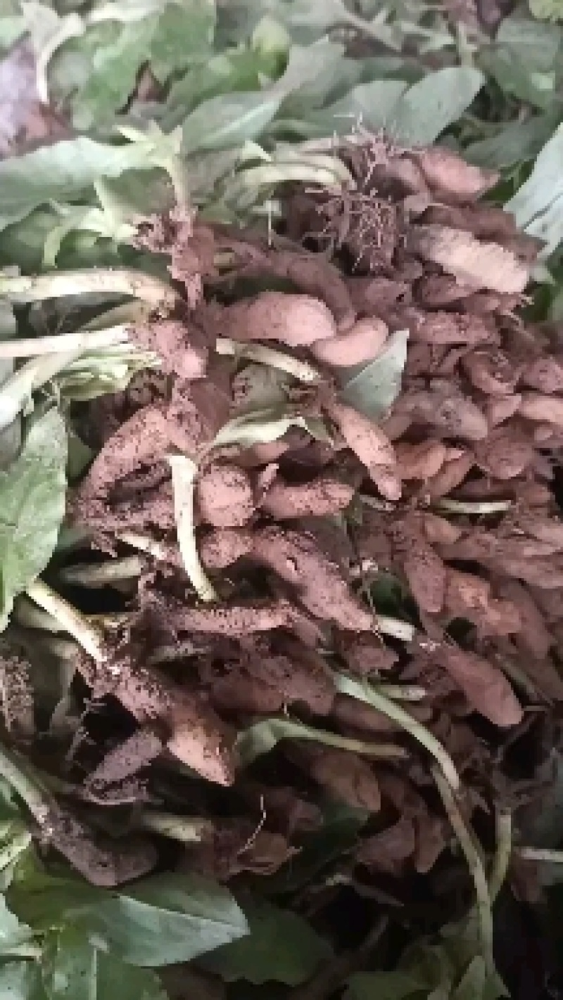 双肾草、对对参、………………鸡肾草、肾阳草