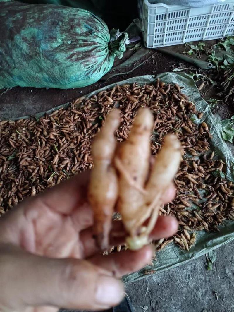 双肾草、对对参、………………鸡肾草、肾阳草