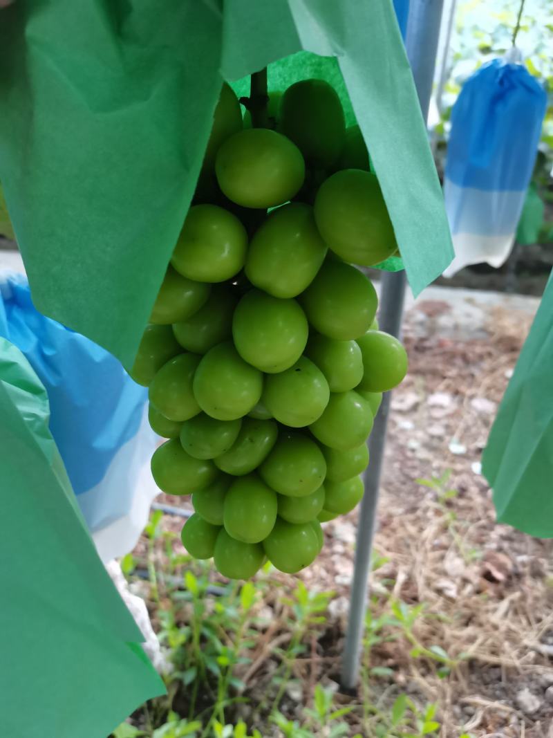西昌阳光玫瑰颗粒大糖度高喜欢的的老来研