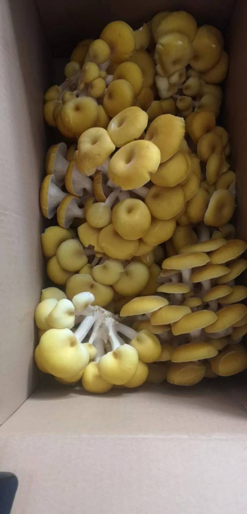 榆黄菇