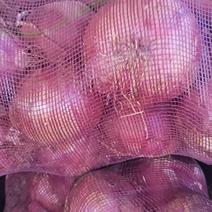 汝州市精品红皮二红洋葱品质保证洋葱8公分以上发全国