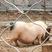 批发巴马香猪2000头现货猪苗商品猪怀孕母猪全国货到付款