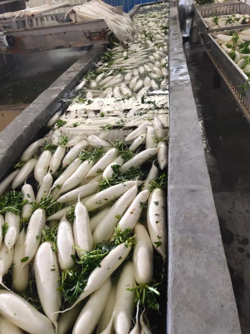 我们这里有出了新的产品了白罗卜了，大量销售，批发价格