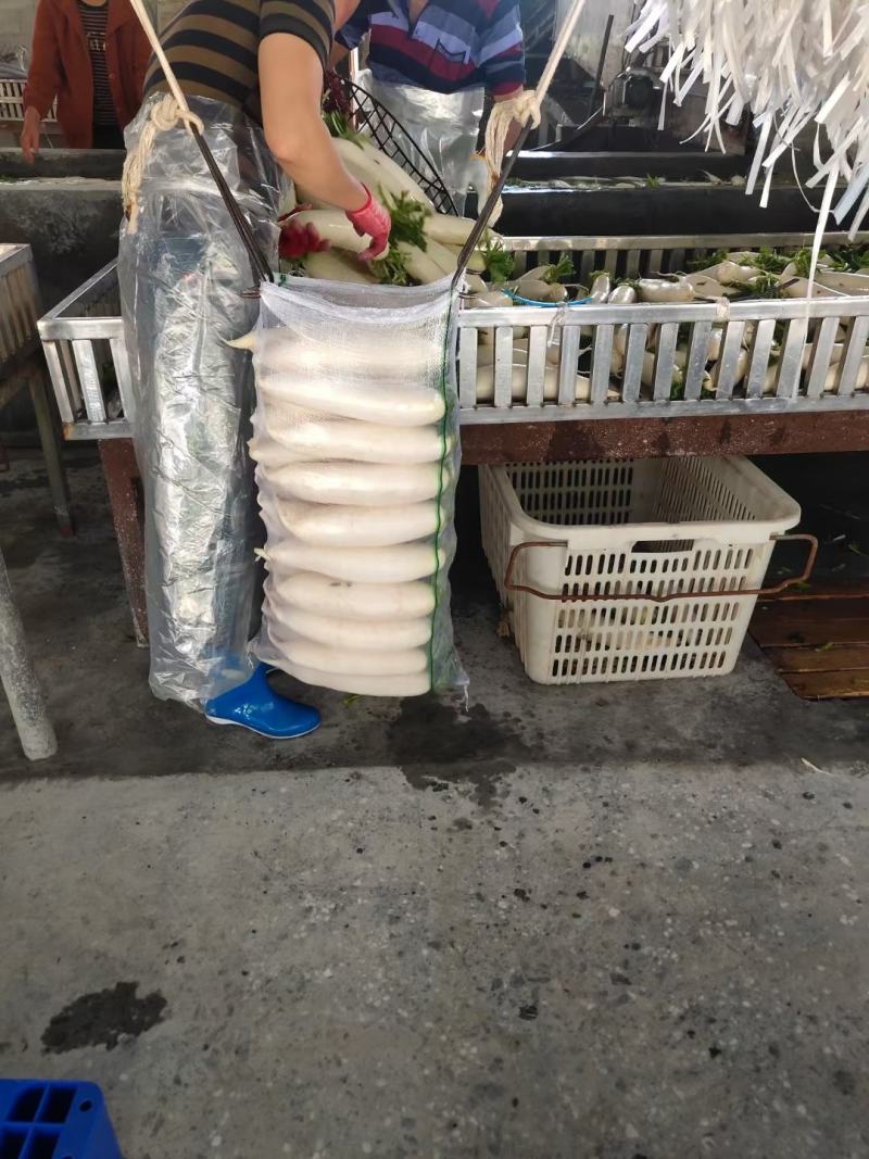 我们这里有出了新的产品了白罗卜了，大量销售，批发价格