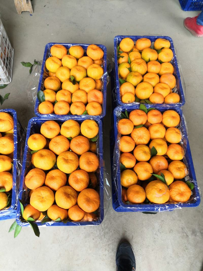 大炮蜜橘，丑八怪，不知火。