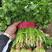 吉林省公主岭市大叶香菜大量上市叶大根粗，价格给力
