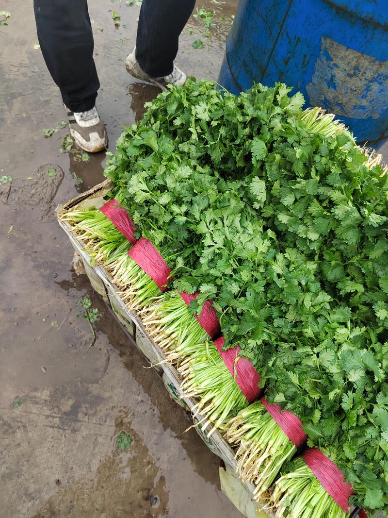 吉林省公主岭市大叶香菜大量上市叶大根粗，价格给力