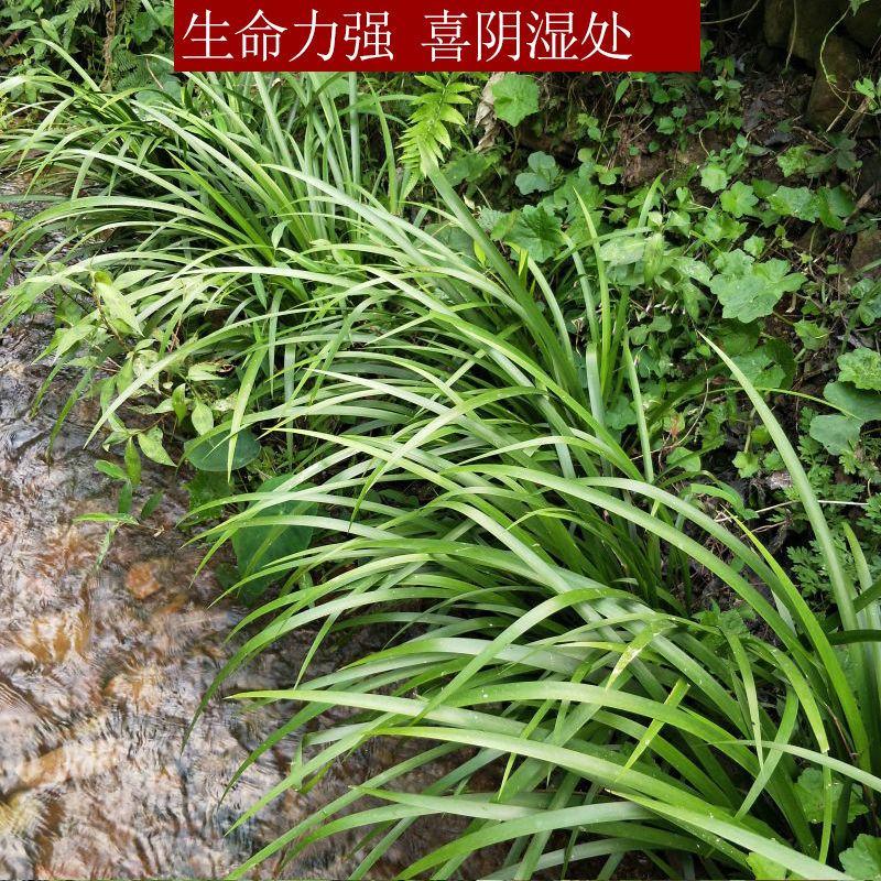 贵州五香草随手香三奈山赖茴香菖蒲牛肉香料连根发货种植苗圃