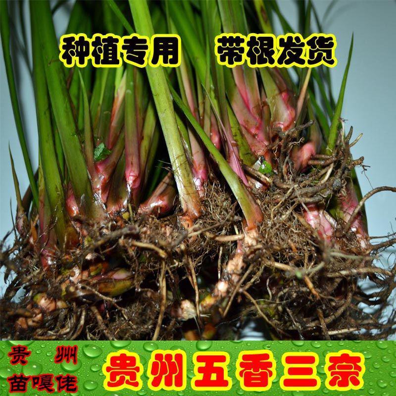 贵州五香草随手香三奈山赖茴香菖蒲牛肉香料连根发货种植苗圃