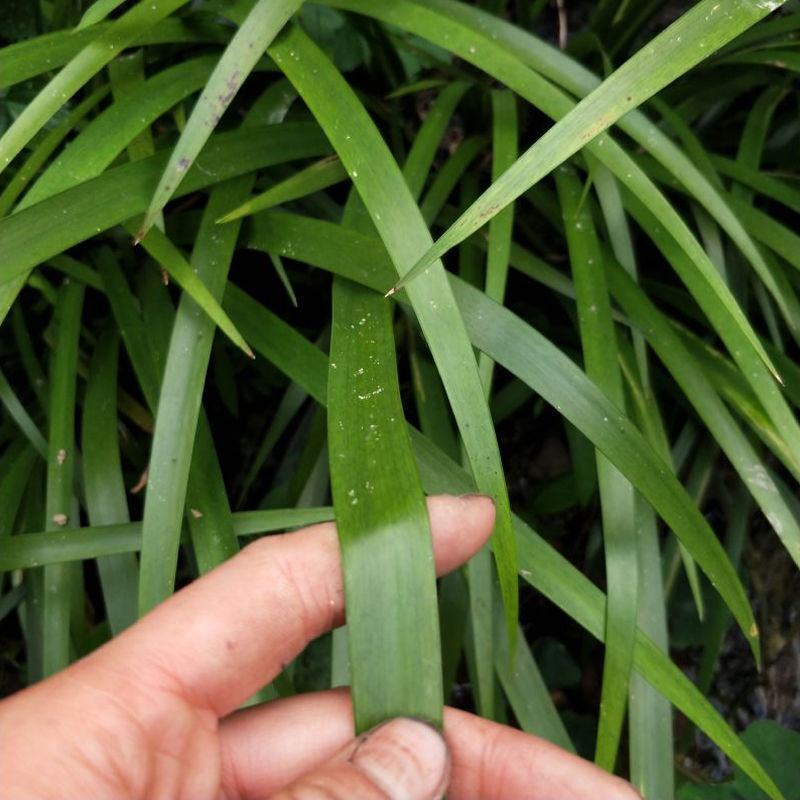 贵州五香草随手香三奈山赖茴香菖蒲牛肉香料连根发货种植苗圃